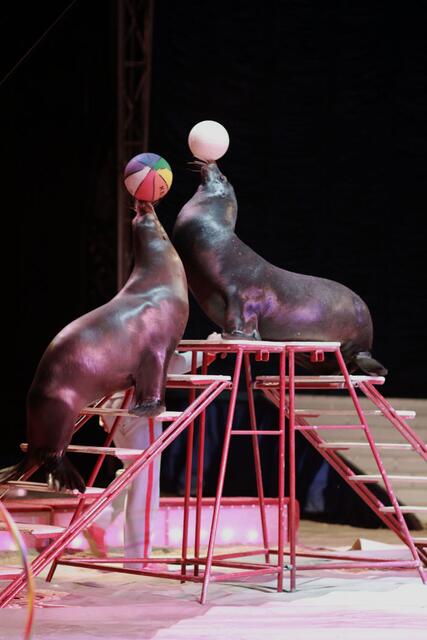 im Circus Krone
