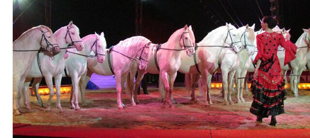 Im Circus Krone
