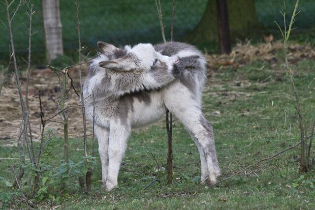 Eselschwanz schmeckt gut ... ;-)