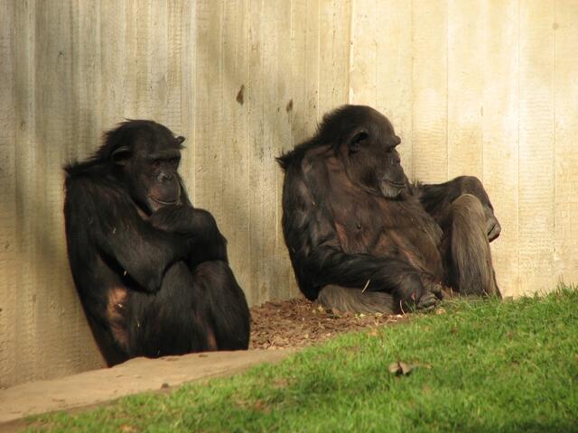 "Na, was meinste? Gewinnt Gustaf gegen 96?"     "Mir doch egal! Ich find' Fussball doof." (Foto: Katja Woidtke)