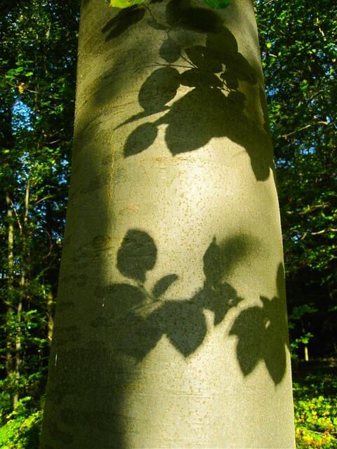 Blattschatten