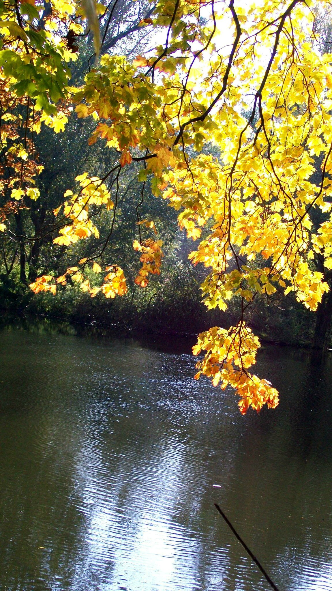 Die Blätter Fallen Fallen Wie Von Weit Rilke Die Blätter fallen, fallen wie von weit, - Bad Kösen