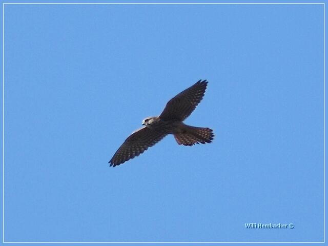 Falke im Anflug