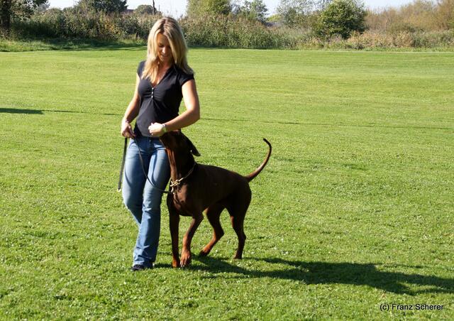 Schäferhundverein Ortsgruppe Friedberg e.V. - Übungsleiterin Sabrina Olbrich beim Vierbeiner-Training