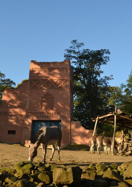 Somali-Wildesel in der Morgensonne (Foto: Katja Woidtke)