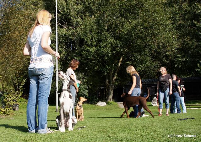 Schäferhundverein Ortsgruppe Friedberg e.V. - Beim Hunde-Erziehungskurs ist Disziplin gefragt