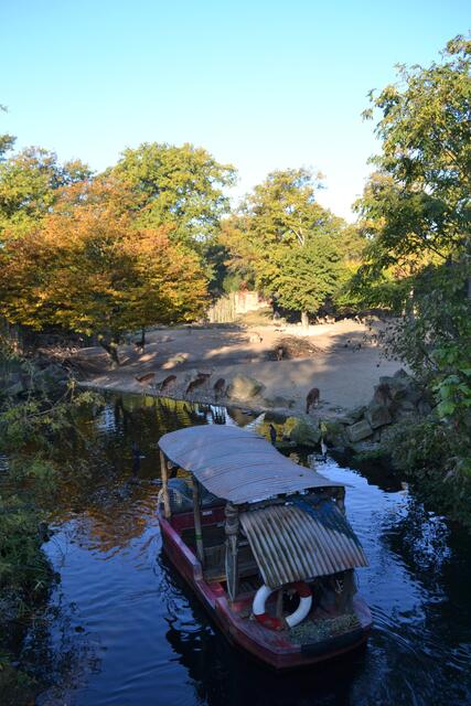 Impalas an der Wasserstelle (Foto: Katja Woidtke)

