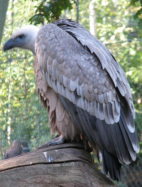 Unter Geiern im Erlebniszoo-Hannover (Foto: Katja Woidtke)