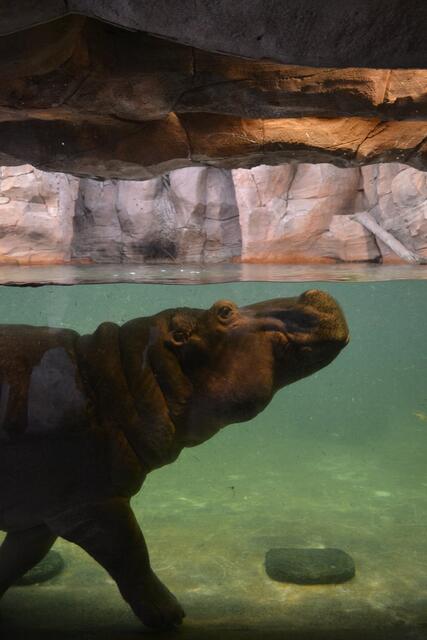 Graziles Wasserballett der Extraklasse (Foto: Katja Woidtke)
