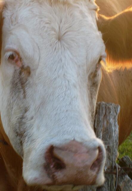 Hungrige Mäuler warten schon sehnsüchtig ...