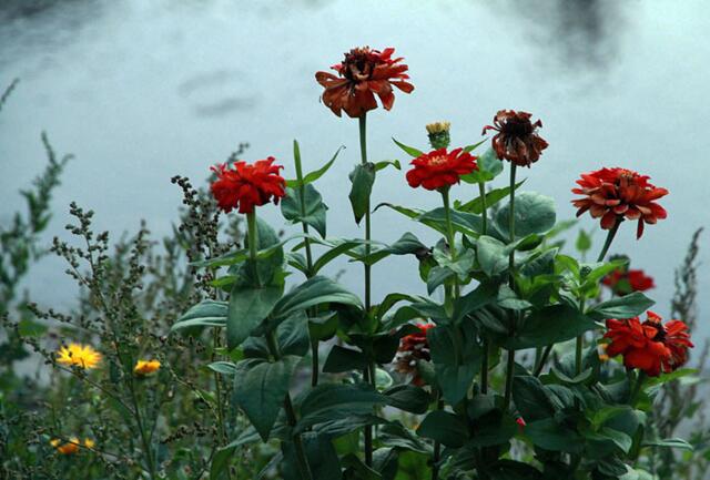 Farbe am Wegesrand der Leine