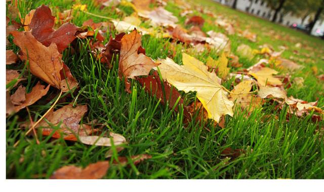 Herbst am Wegesrand