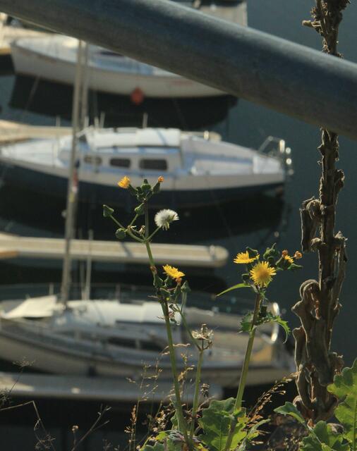 Strandblumen !