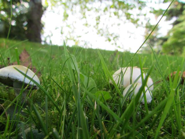 Anis-Champignon - riecht auch so