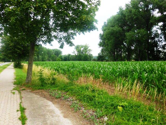 Auf dem Feld gegenüber ist Ronaldinio - eine beliebte Maissorte zum verfüttern
