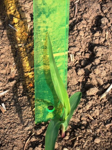 12 cm