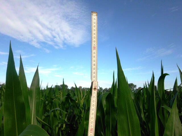 75 Tage - 180 cm