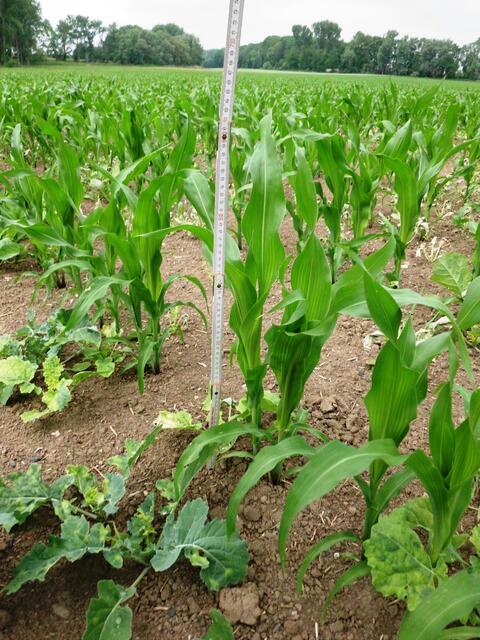 43 Tage - 60 cm