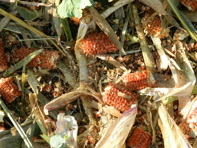 Das was auf dem Feld zurück bleibt, die Kolben sind einwandfrei ausgedroschen