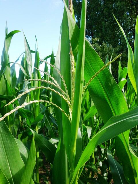 Die männliche Blüte (Rispe) steht