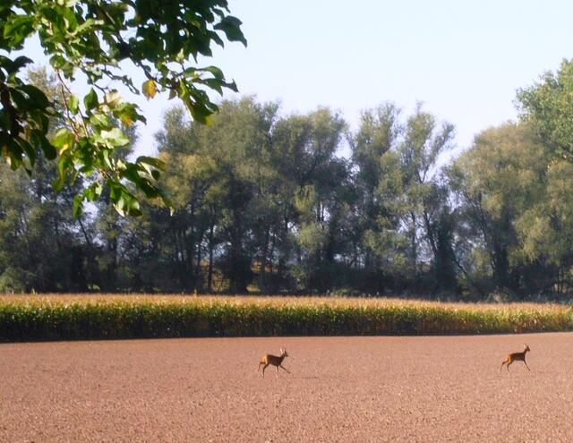 Die Rehe lieben Maisfelder