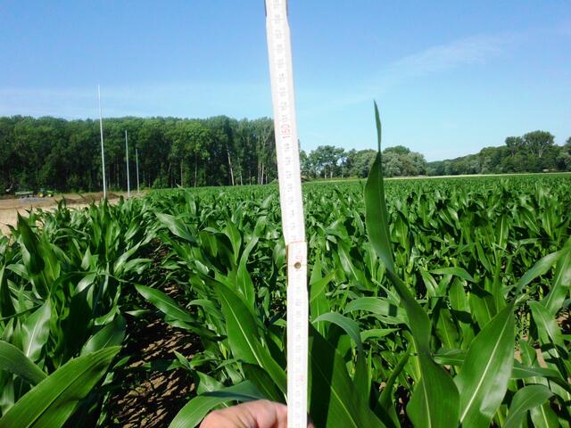 64 Tage - 145 cm