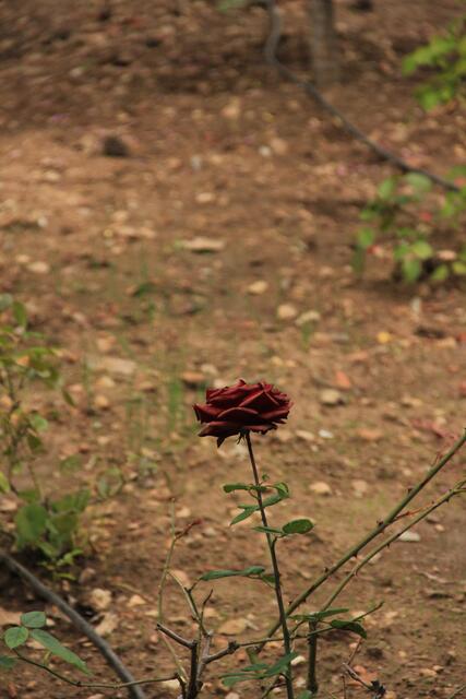 eine letzte Rose für George Sand
