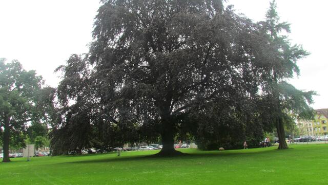 Ein gesunder Baum in vier Bildern . . . .