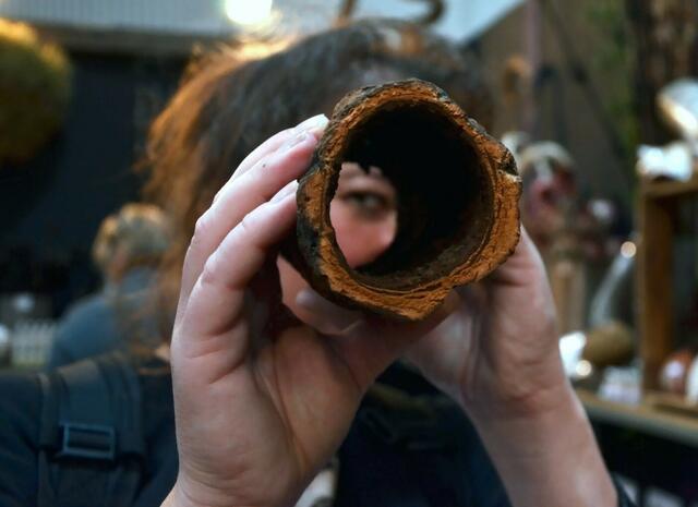 Tiefer Blick durch Korkeiche...