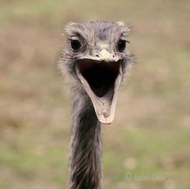 ich lach mich kaputt myheimatler im Zoo und auch noch auf der falschen Seite