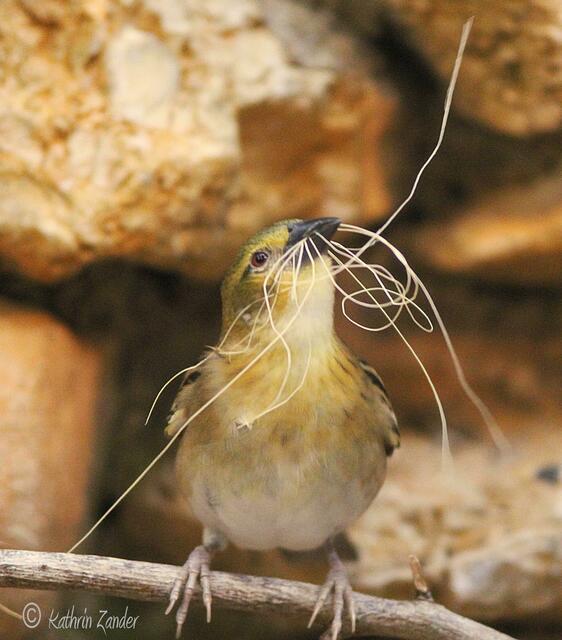 ich bau dir ein Nest............