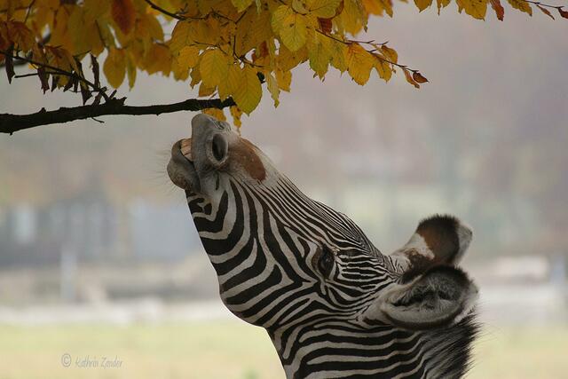 wieso bin ich keine Giraffe?