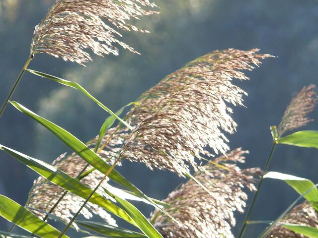 Am Ufer