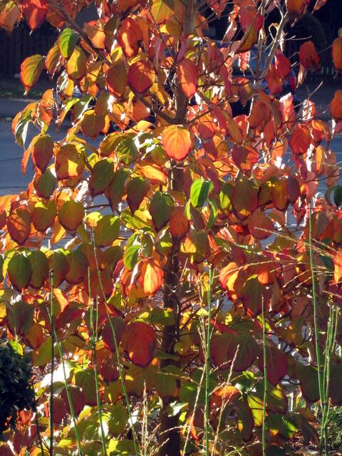 Die prachtvolle Herbstfärbung des Cornus kousa