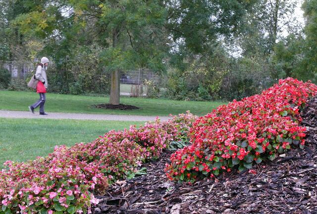 Herbstbepflanzung der Kurpark-Beete