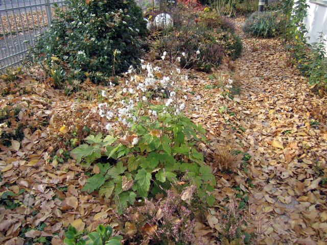 Isländischer Mohn mit Puschel-Samen