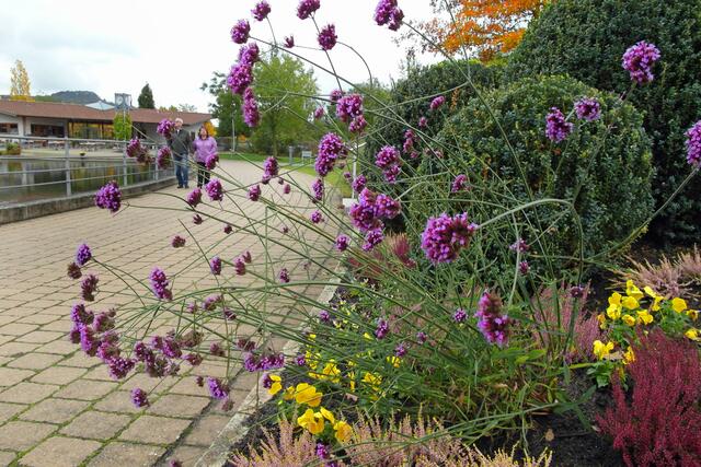 Herbstbepflanzung der Beete des Kurparks