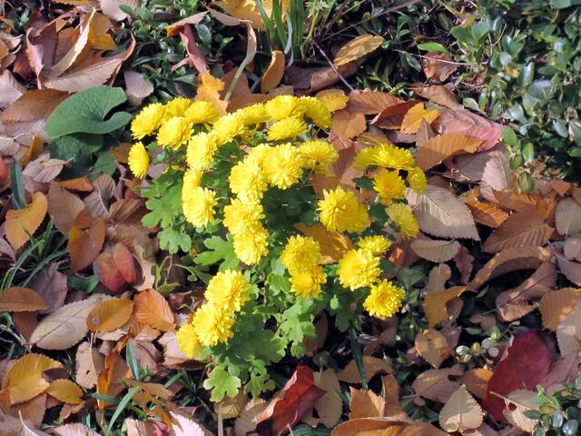 Eine Chrysantheme zeigt Farbe im braunen Laub