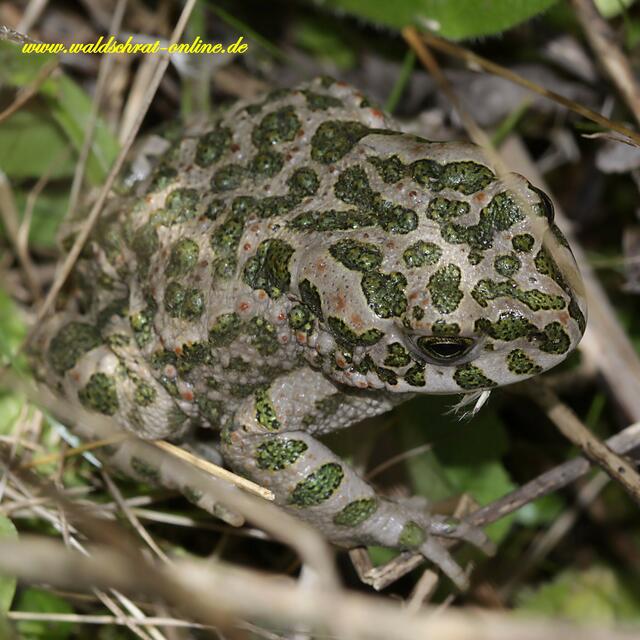 Eine Wechselkröte (Buffo viridis). Nur für das geübte Auge zu erkennen. Extrem selten!