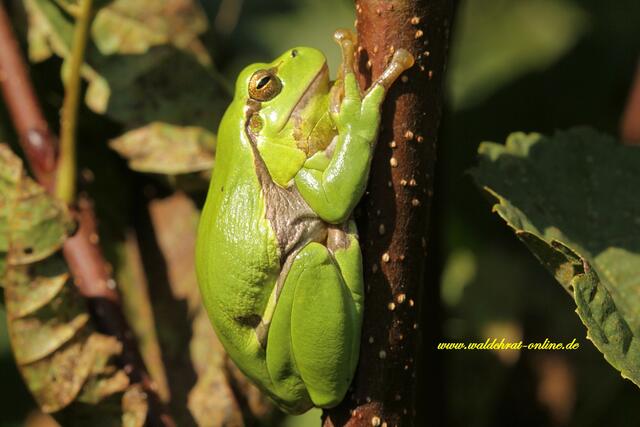 Kapitaler Europäischer Laubfrosch. (Hyla arborea) Ein Männchen.