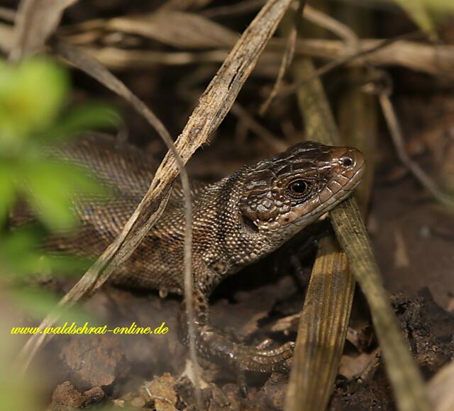 Sehr flink und schwer zu Portraitieren. Eine Waldeidechse in dichter Herbstvegetation.