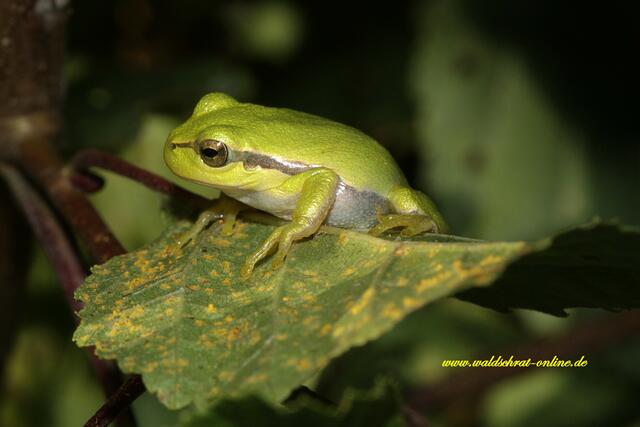 Junger Laubfrosch im Herbstlaub.