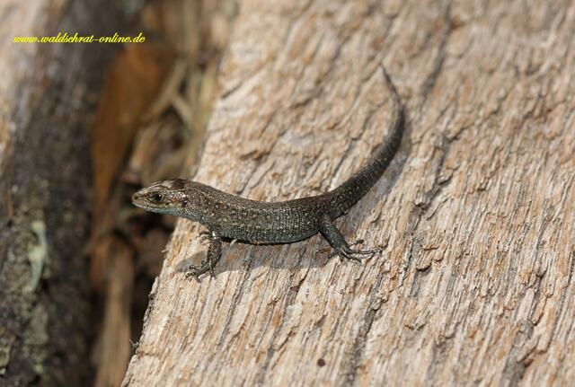 Junge Zauneidechse. (Lacerta agilis)