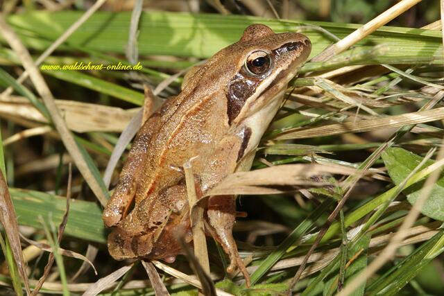 Sehr selten: Junger Springfrosch am Rande einer Feuchtwiese.