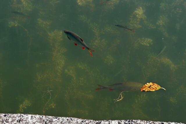 Der eine oder andere Kurgast beobachtet die Fische, die sich im Parksee tummeln.