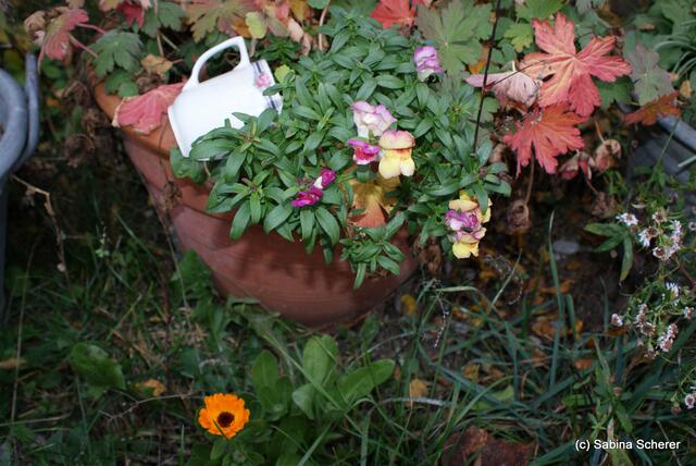 Spätherbst-Impressionen auf Schloss Blumenthal (Bayern) am 13.11.2011