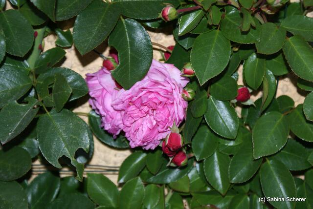Spätherbst-Impressionen auf Schloss Blumenthal (Bayern) am 13.11.2011