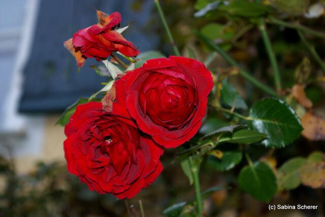 Spätherbst-Impressionen auf Schloss Blumenthal (Bayern) am 13.11.2011