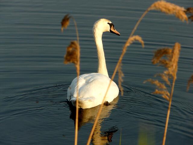 Einsamer Schwan.