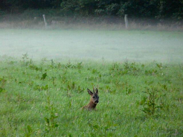 Rasch zieht der Abendnebel über die Wiesen. Kurze Zeit später wird der Rehbock vom Nebel eingehüllt.